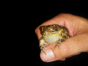 Emmett's Coastal Plain Toad