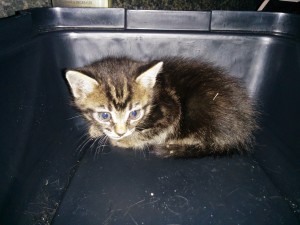 Tiny stray kitten