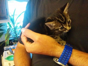 Tiny kitten fits in the palm of his hand