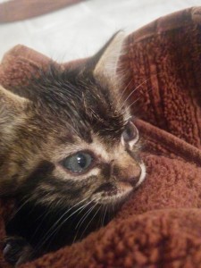 Snuggley kitty after her bath