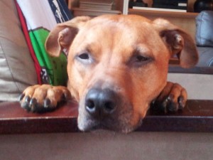 Why I write my dog blog