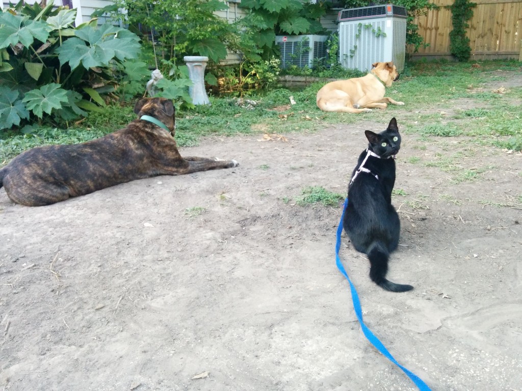The herd outside