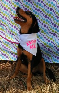 Foster dog Molly needs a forever home