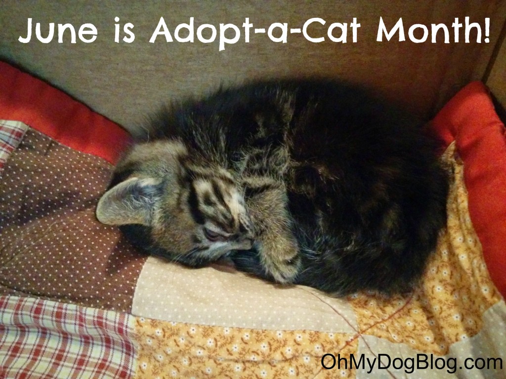 June is Adopt-a-Cat Month! #AdoptACatMonth