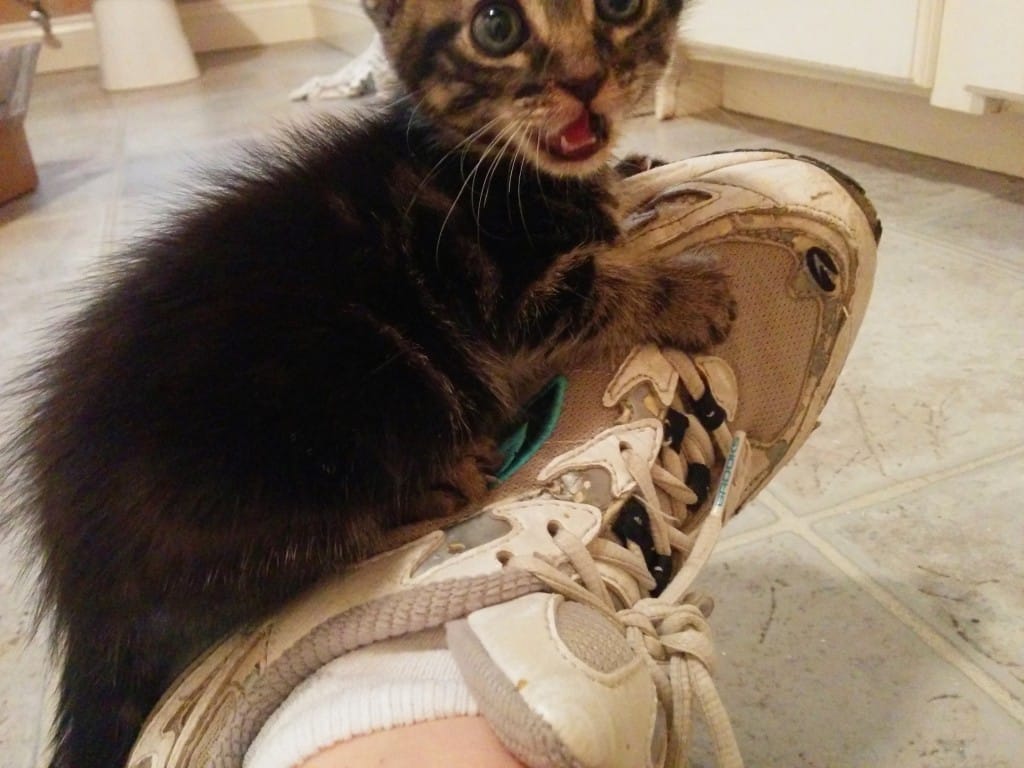 #AdoptACatMonth