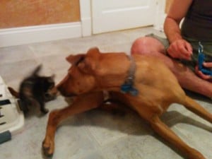 Instant best buds, Cooper and Petey