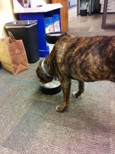 Emmett approves of the PetSafe water fountain