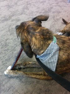 Emmett chews a bully stick at Pet360