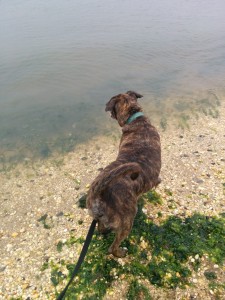 Emmett's day at the beach #EmsBucketList