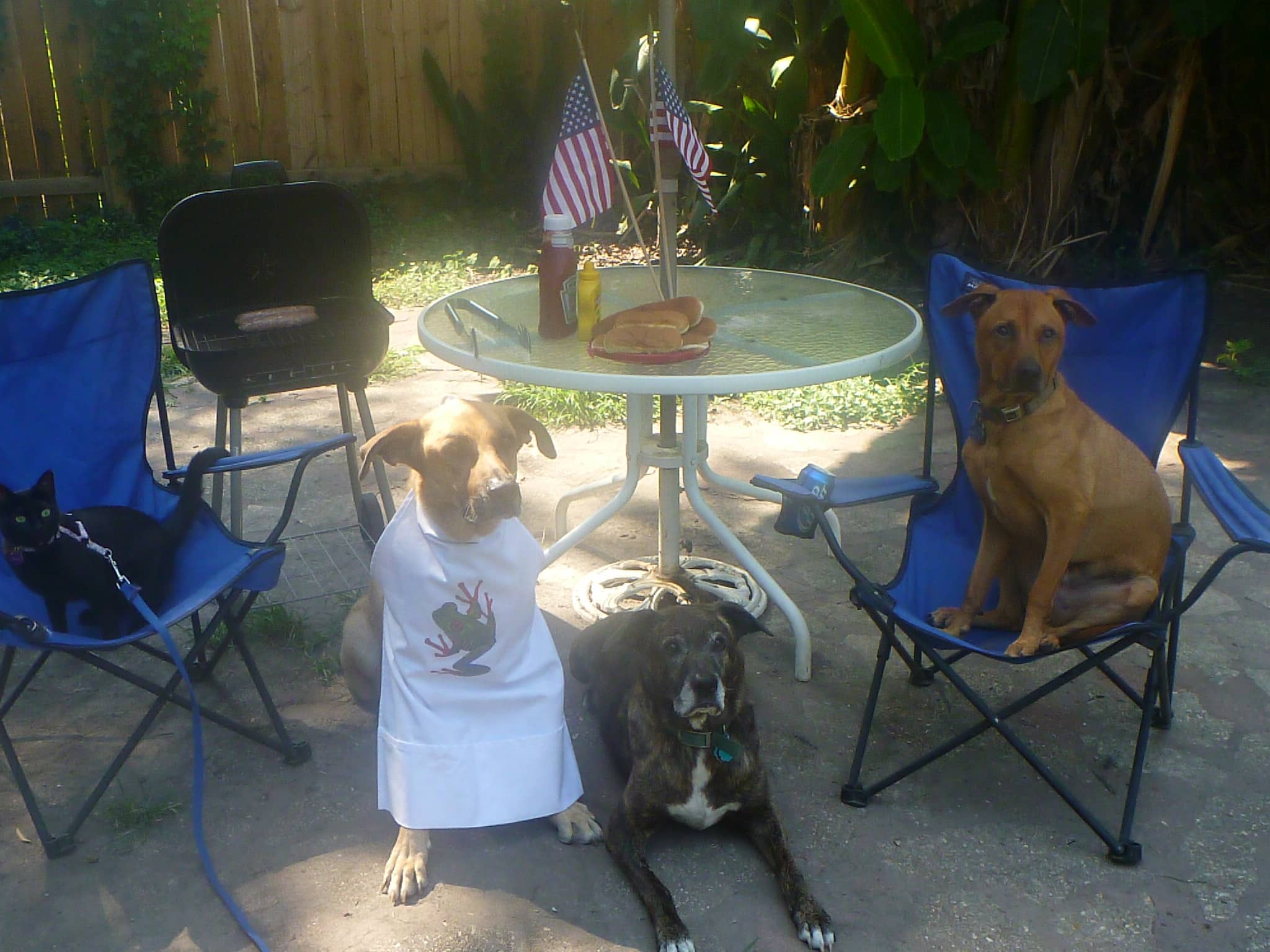 Happy Fourth from OMD!