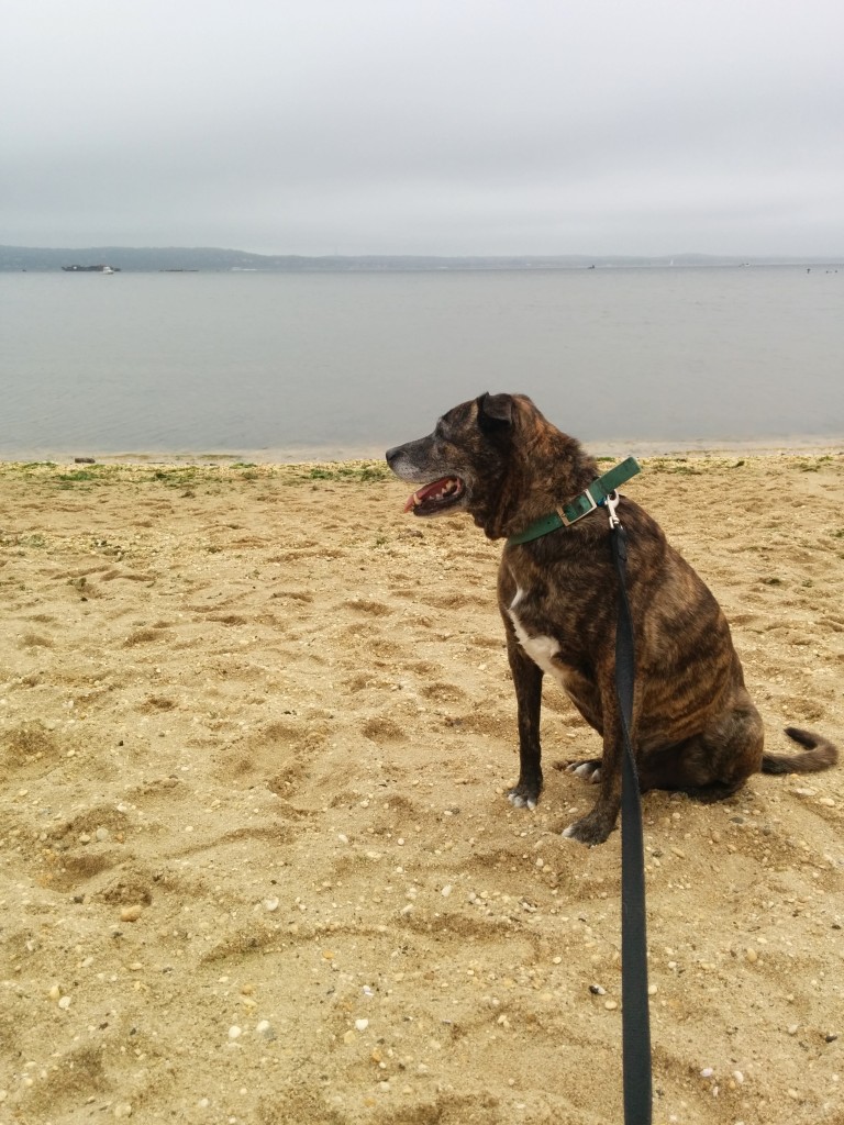 Emmett's eight Gotcha Day