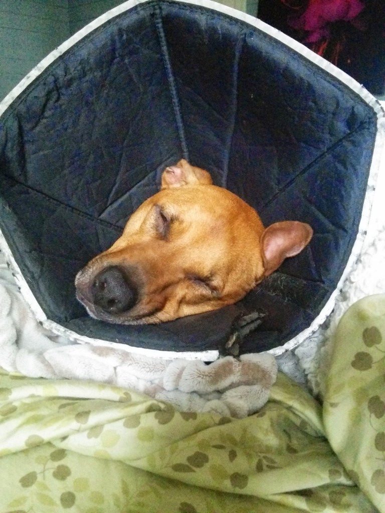 My dog's allergies suck