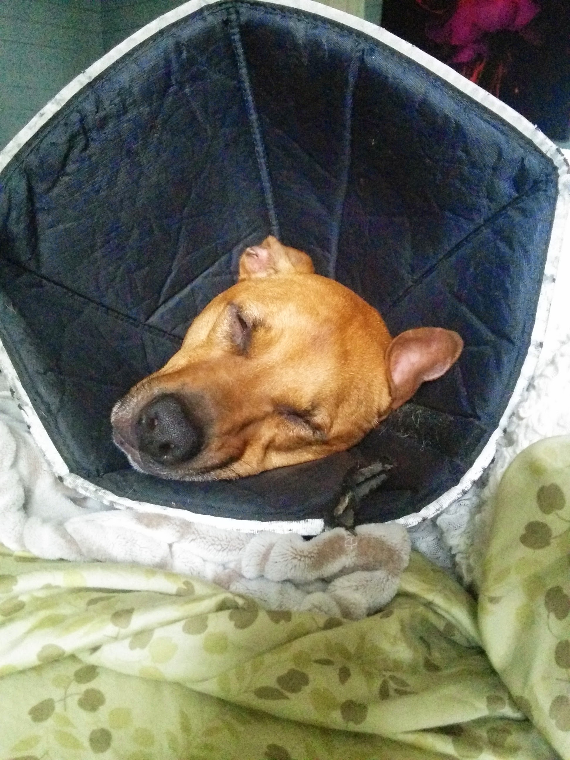 My dog's allergies suck
