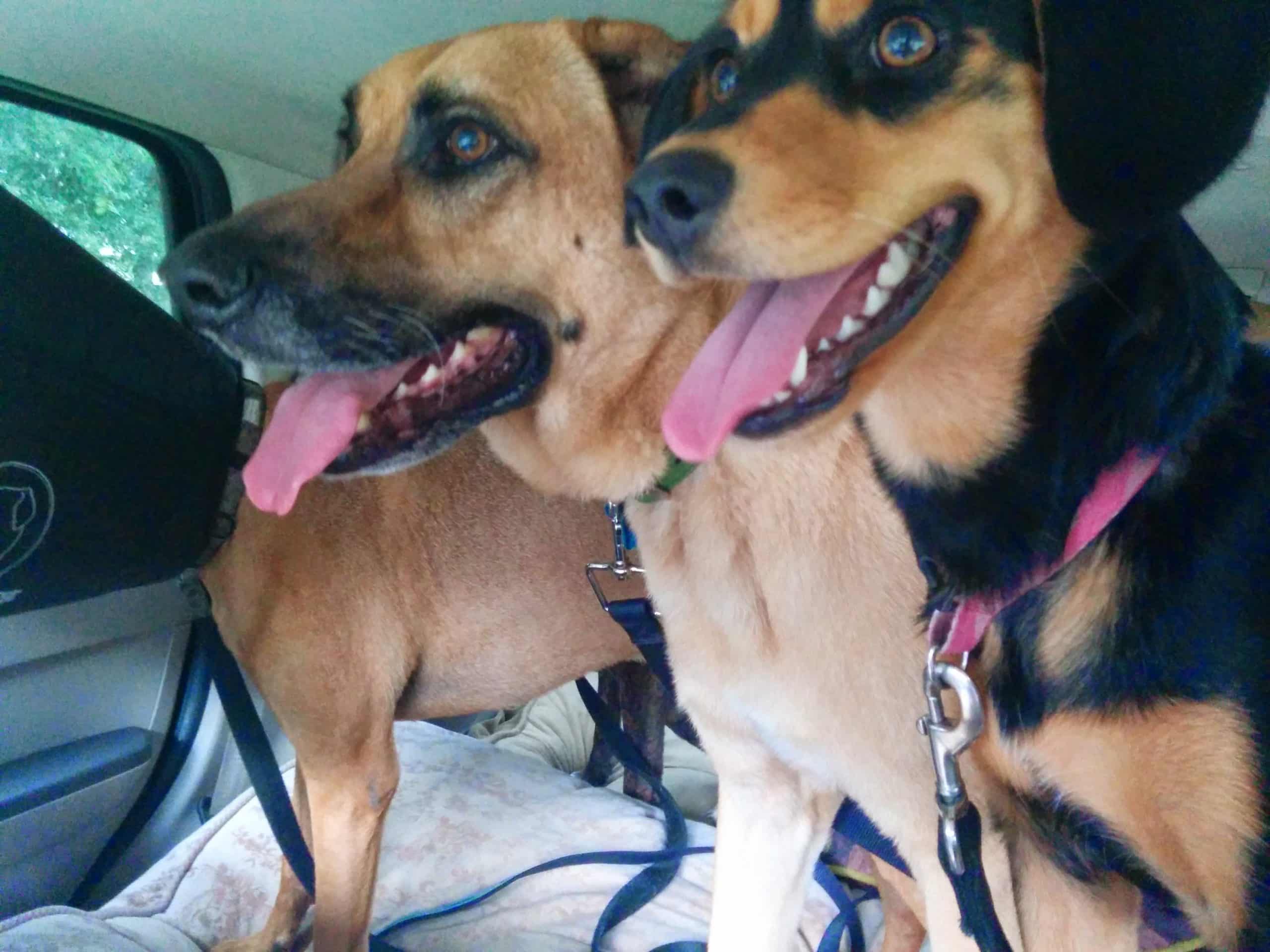 On the road with Cooper, Lucas, and Molly