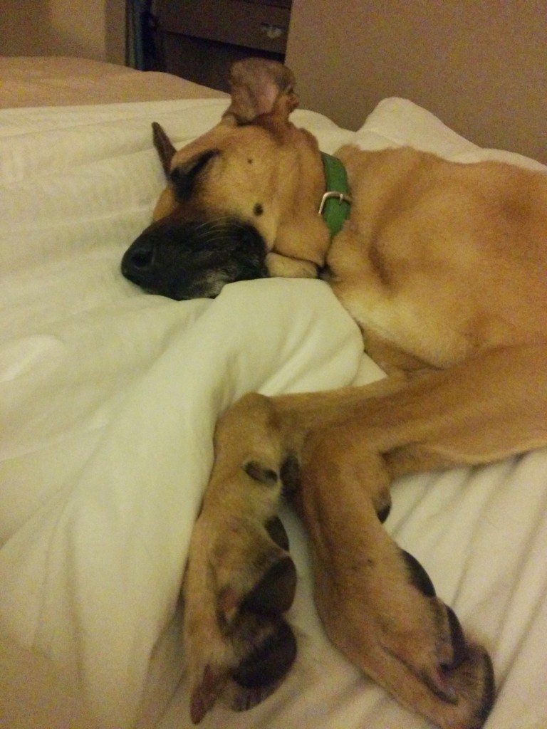 Lucas zonks at the hotel