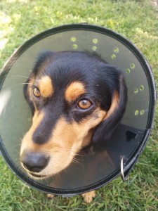 Molly was spayed last week