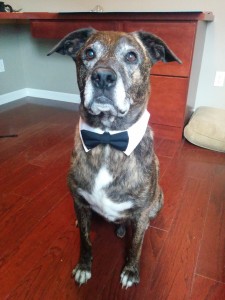 Emmett in his tuxedo collar