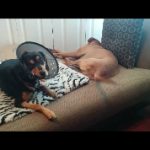 Wordless Wednesday