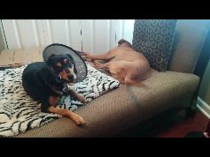 Wordless Wednesday