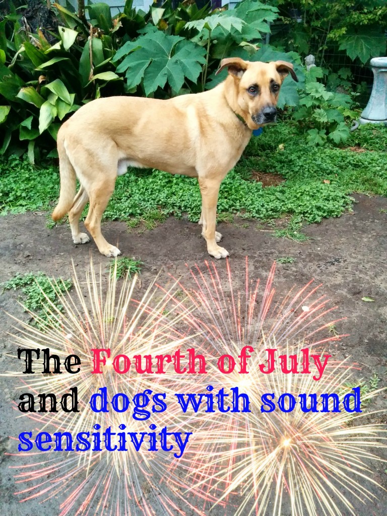 For all dogs, the Fourth can be loud and scary. For dogs with sound sensitivity, it can be terrifying.