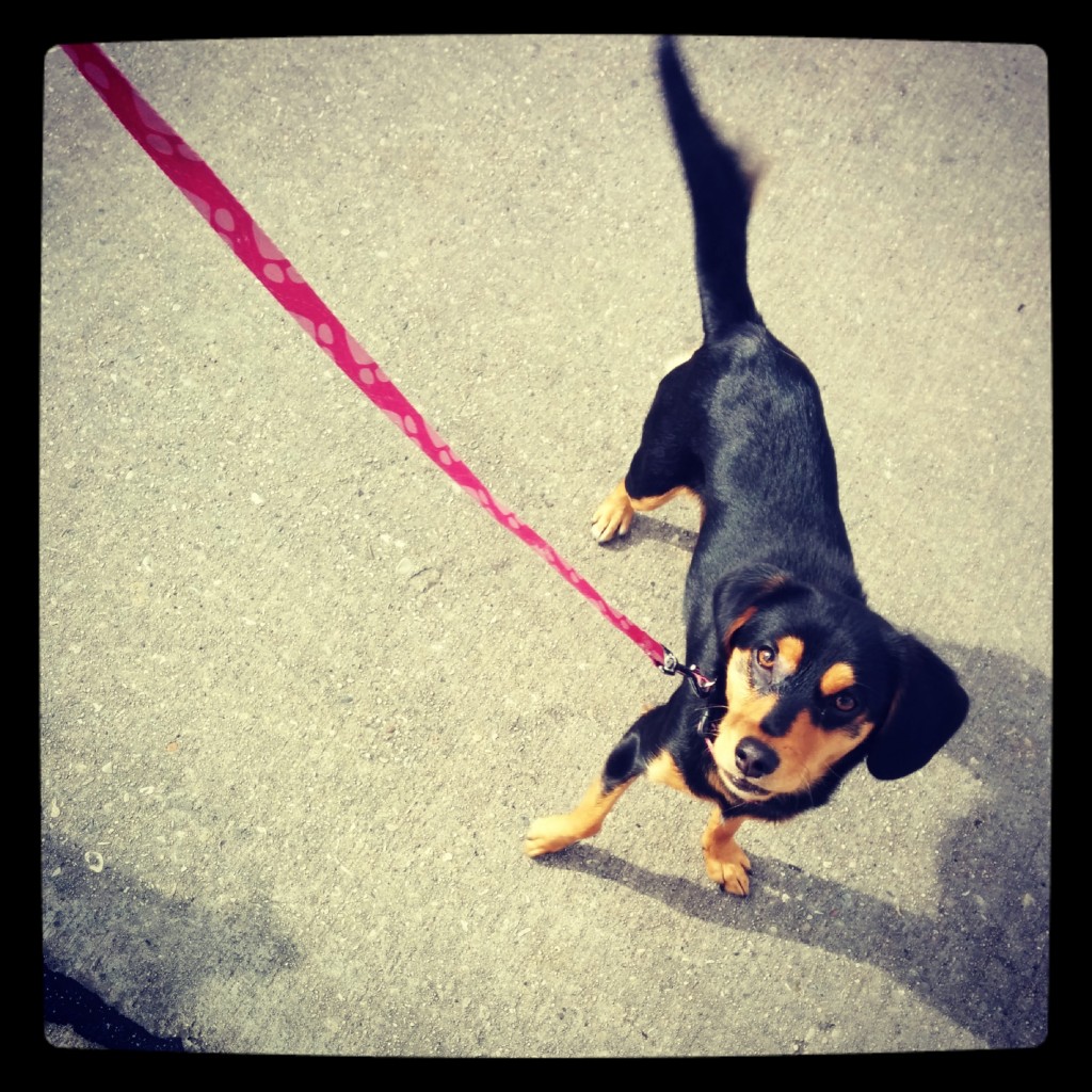 Molly out for a walk
