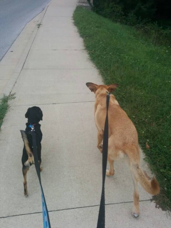Molly and Lucas out for a walk