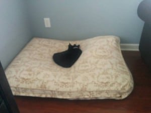 Newt steals the dog bed