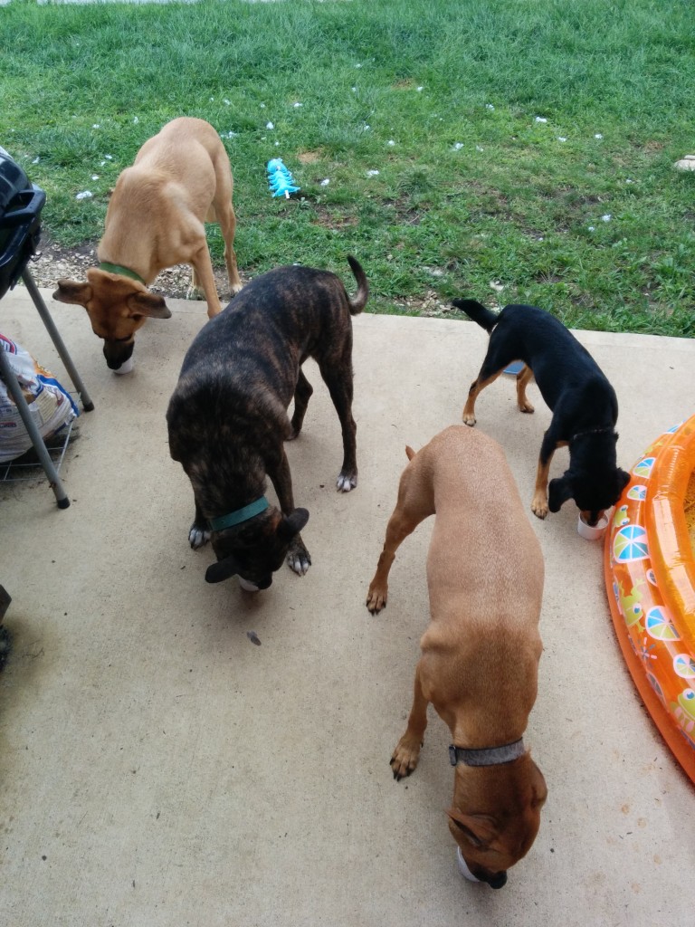 Cooper's fourth birthday, August 20
