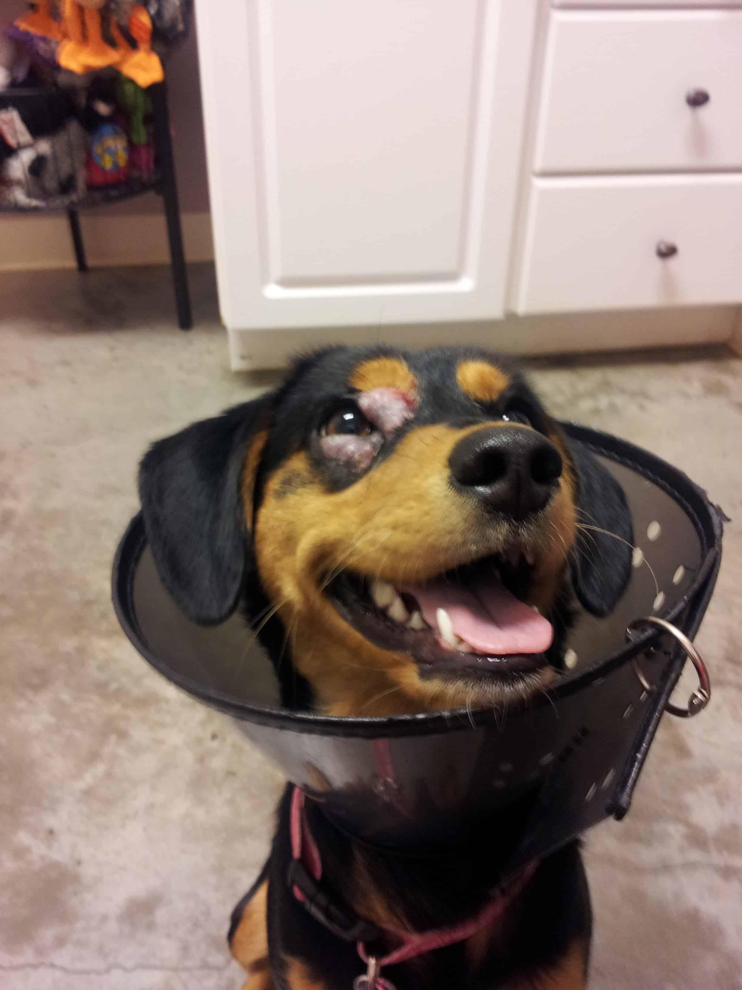 Molly at the vet, January 2014