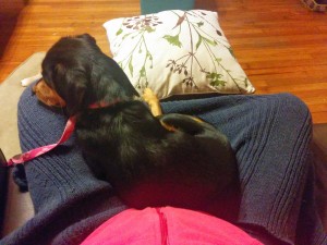 Molly is definitely a lap dog