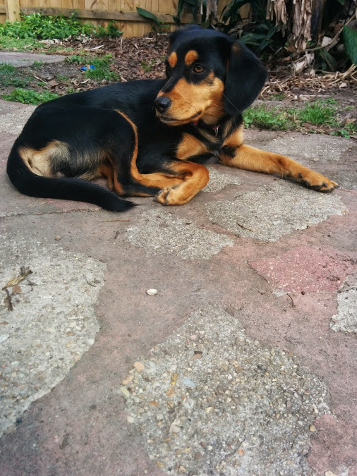 Molly CAN relax... she just doesn't very often!