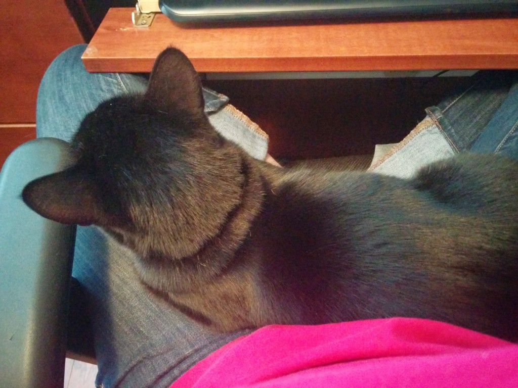 Newt in my lap