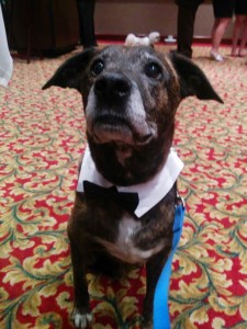 Emmett dons a black tie to raise funds for canine cancer research