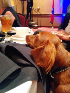 Oscar uses the table for a pillow