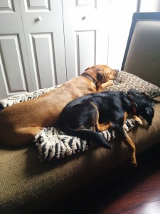 Molly and Cooper snuggles