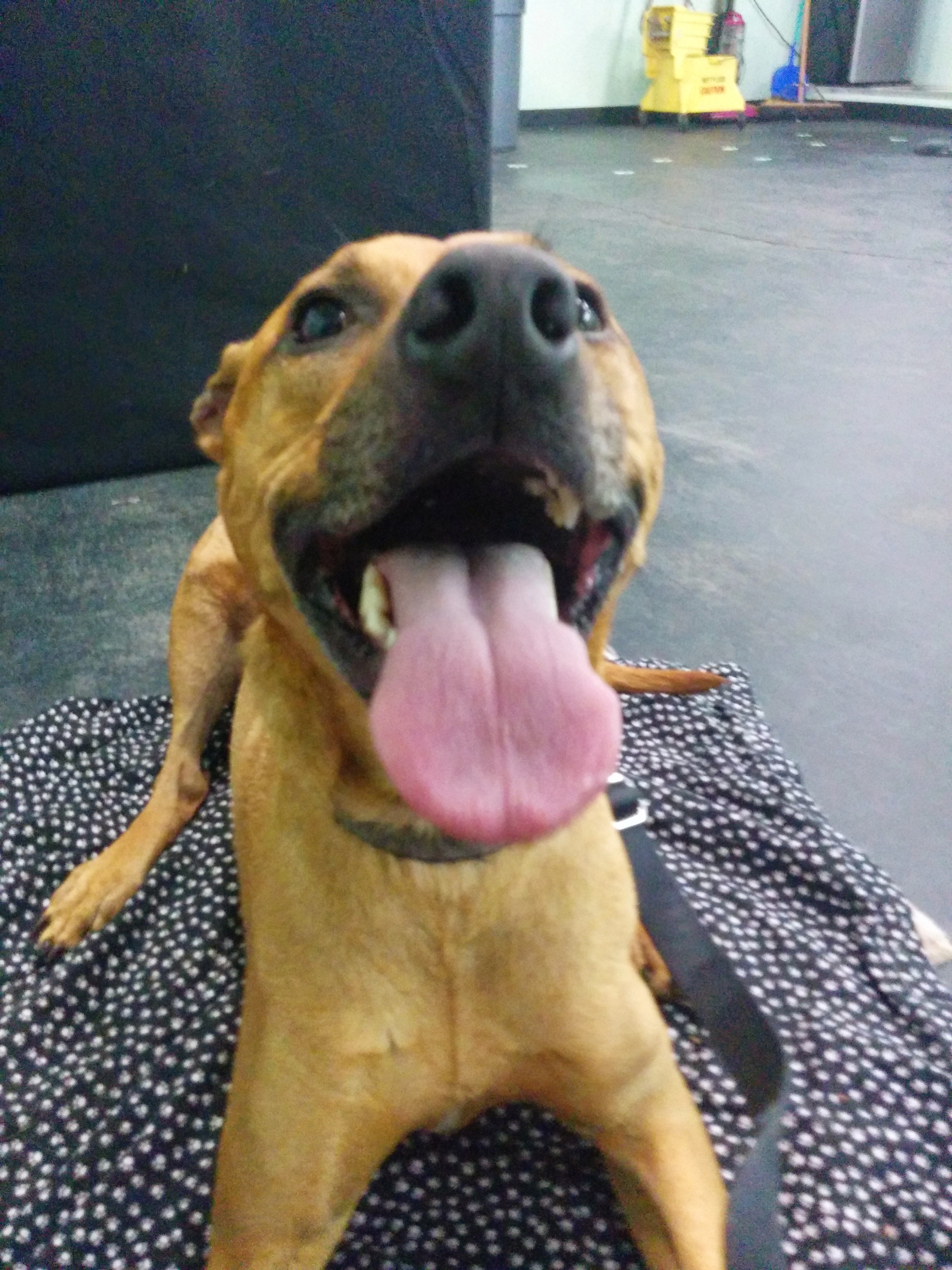Cooper stress panting at reactive dog training