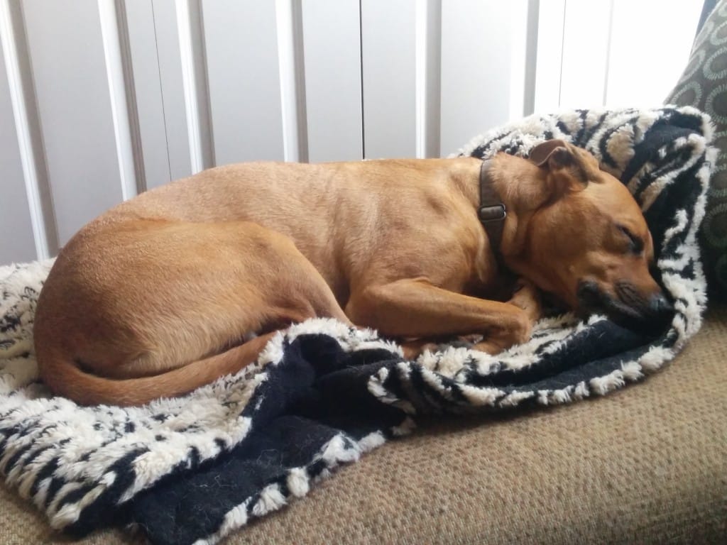 Sleepy Cooper
