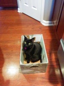 Newt in a box