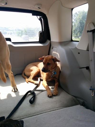 Coop in the car "before"