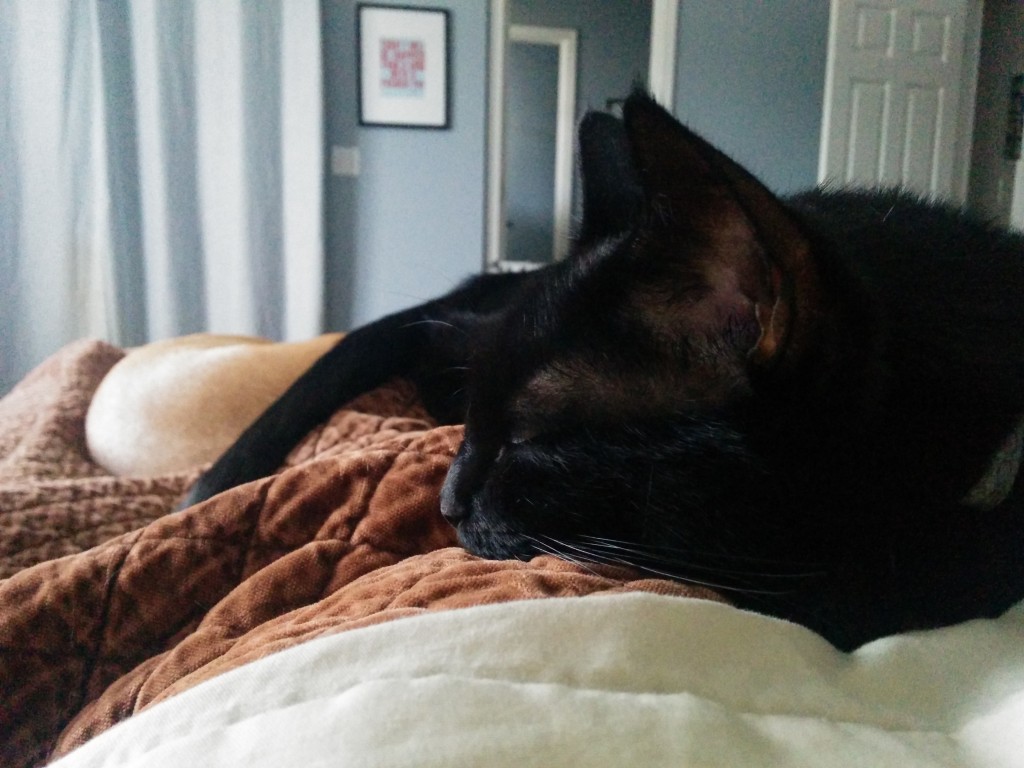 Newt sleeps on my chest