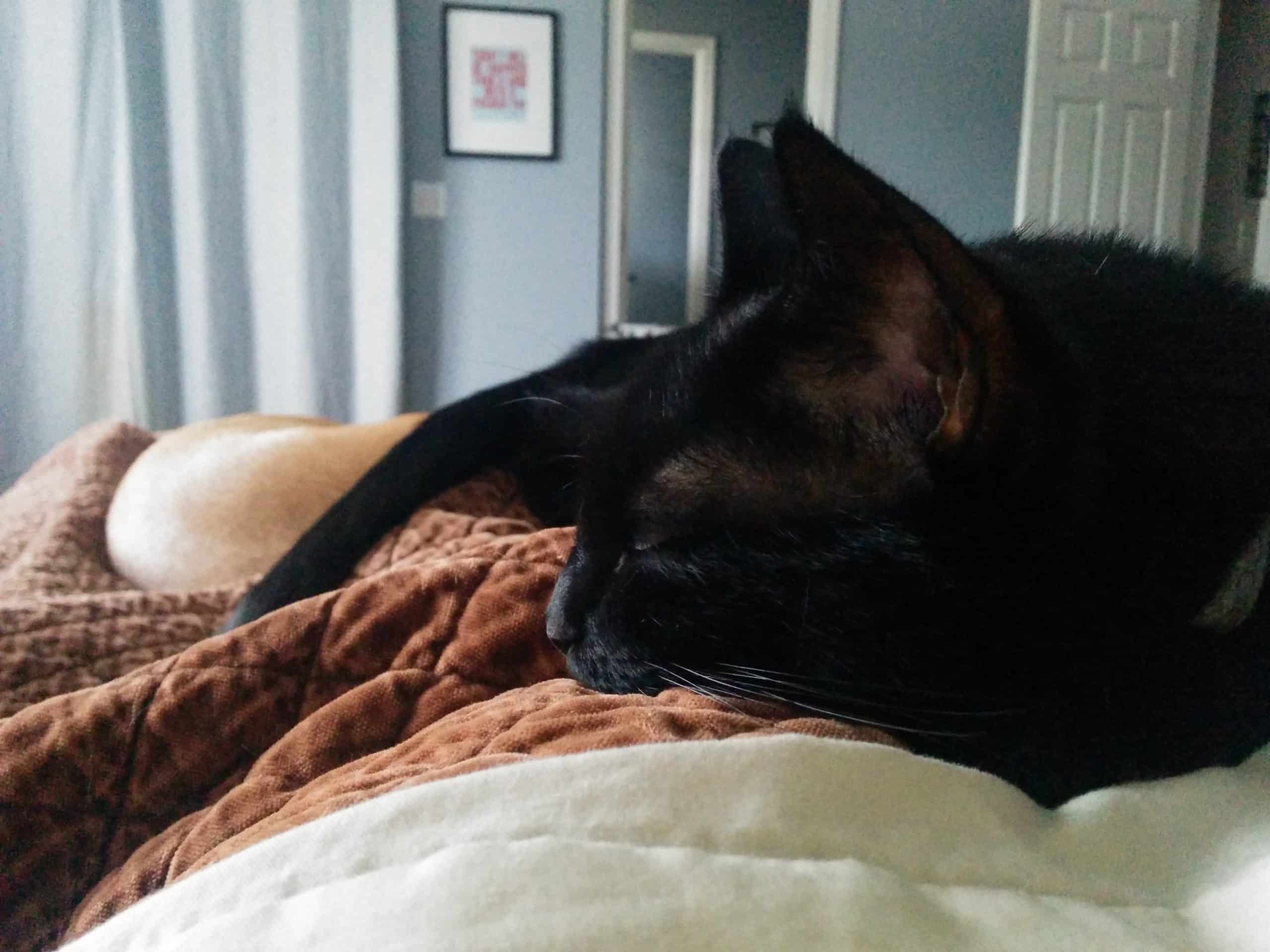 Newt sleeps on my chest