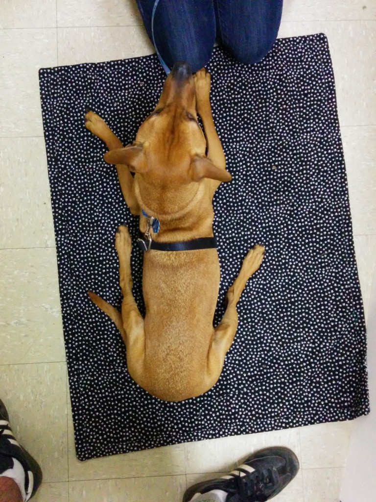 Back view of the little red pit mix lying down on a black and white printed mat. His back legs splay awkwardly out to each side. 
