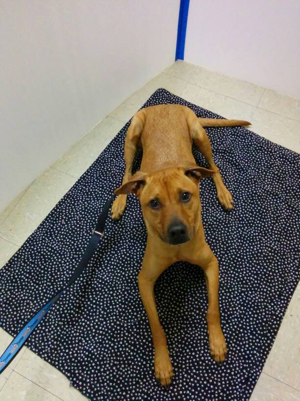 Front view of the little red pit mix lying down on a black and white printed mat. He's looking up into the camera with an uncomfortable look on his face. His back legs splay awkwardly out to each side. 