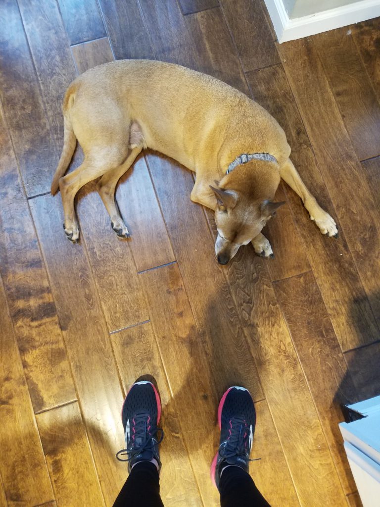The same little red pit mix is lying down but instead of being on his stomach, he is rolled to the side.