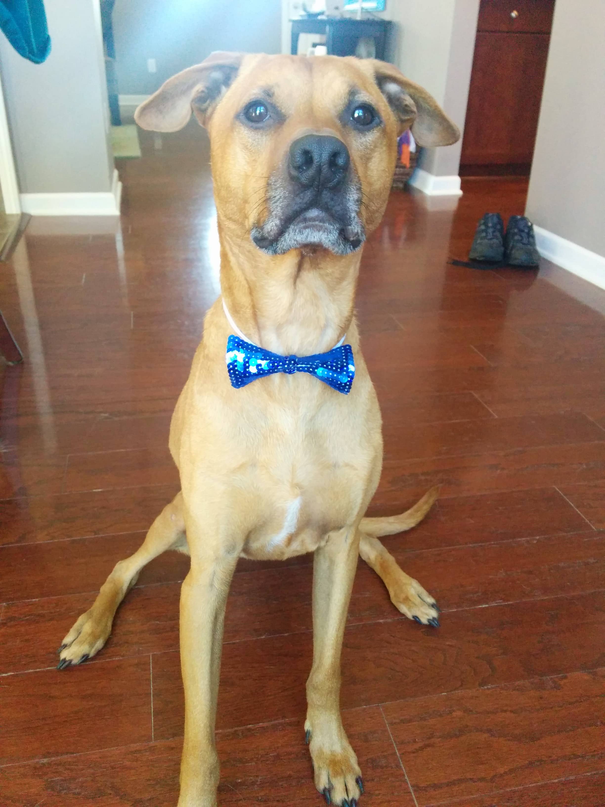 Cooper in a sit