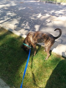 And more sniffing