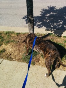 Emmett sniffs