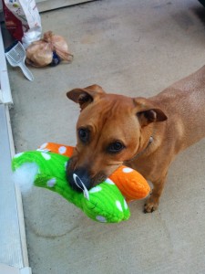 Coop has the toys