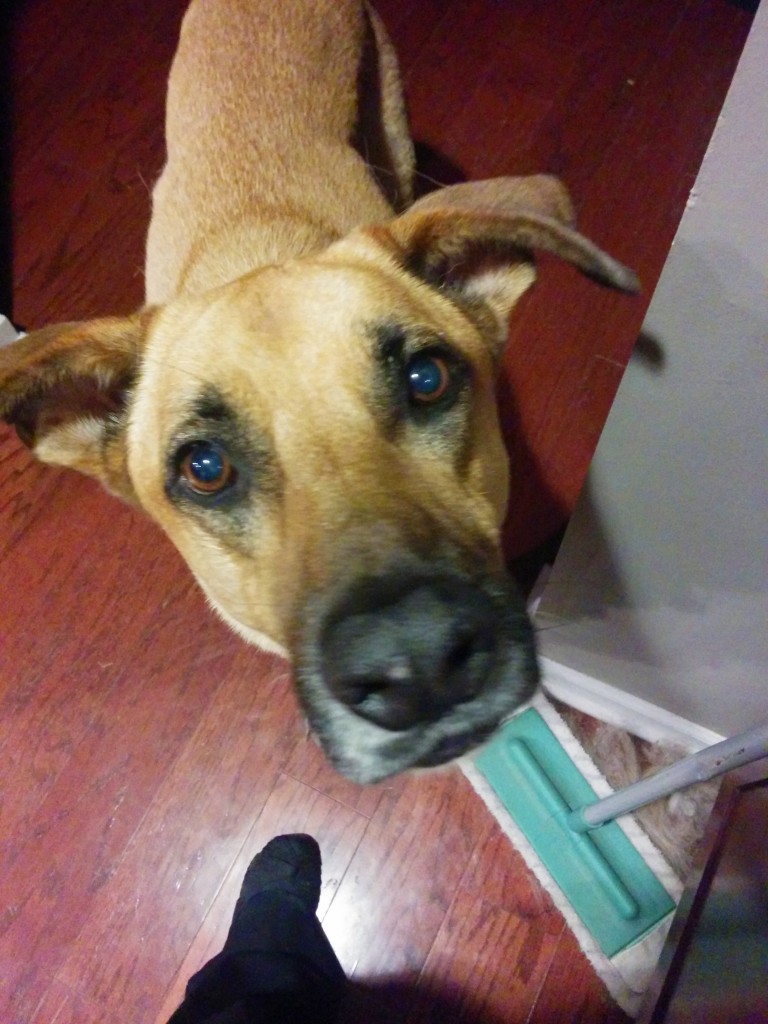 Lucas and the Sneaky Treat