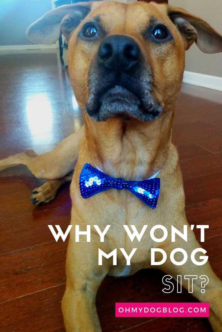 A little red pit mix with huge brown eyes lies down. His back legs are rolled to the side. He wears a blue sparkly bow tie and looks up into the camera. The text overlay reads: Why won't my dog sit?